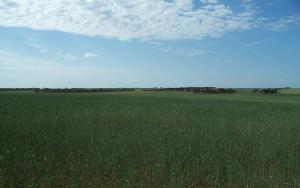 Farm For Sale Maggea South Australia