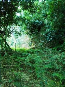 Acreage For Sale Greenbank