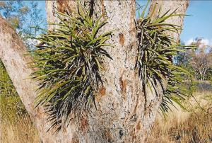 Farm For Sale Warialda New South Wales