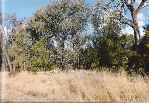 Farm For Sale Warialda New South Wales
