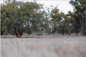 Farm For Sale Warialda New South Wales