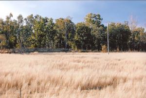 Farm For Sale Warialda New South Wales