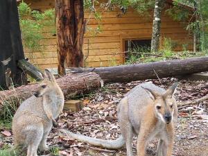 Business For Sale Dungog