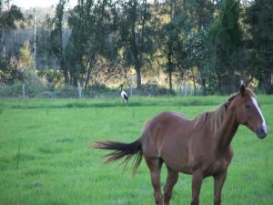 Acres For Sale Coraki New South Wales