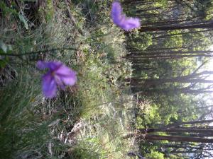 Acreage For Sale Tumbarumba New South Wales