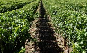 Vineyard For Sale Renmark South Australia
